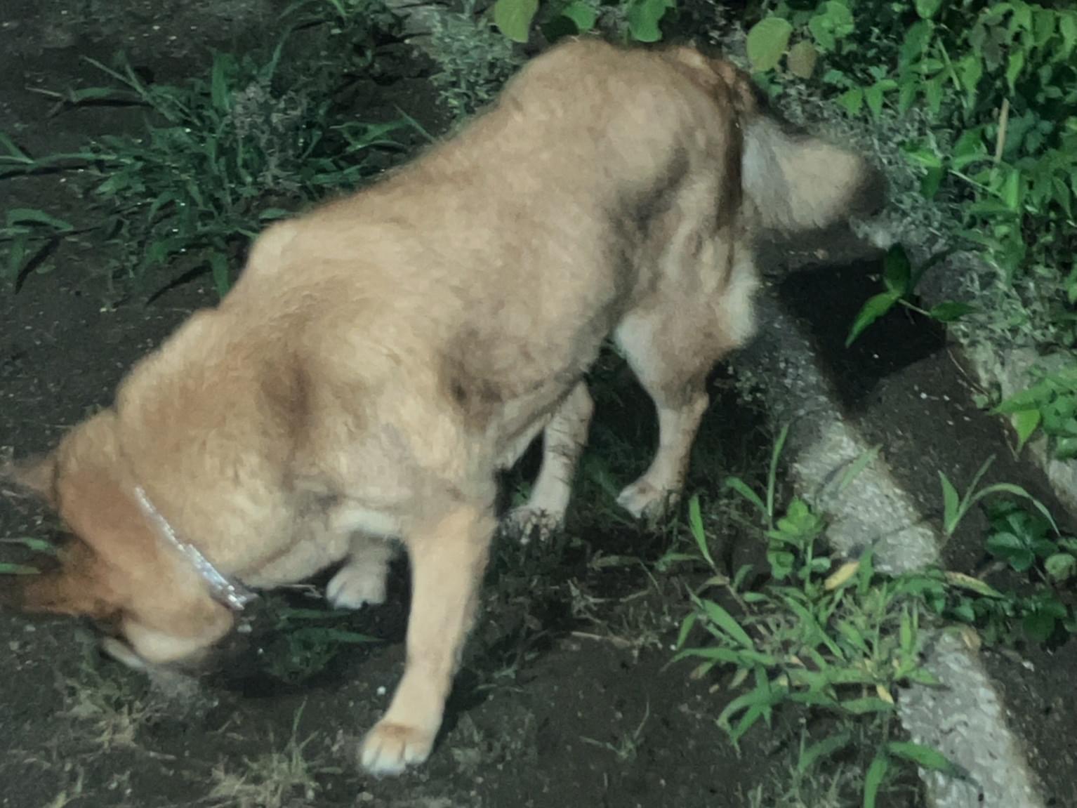 目撃された犬