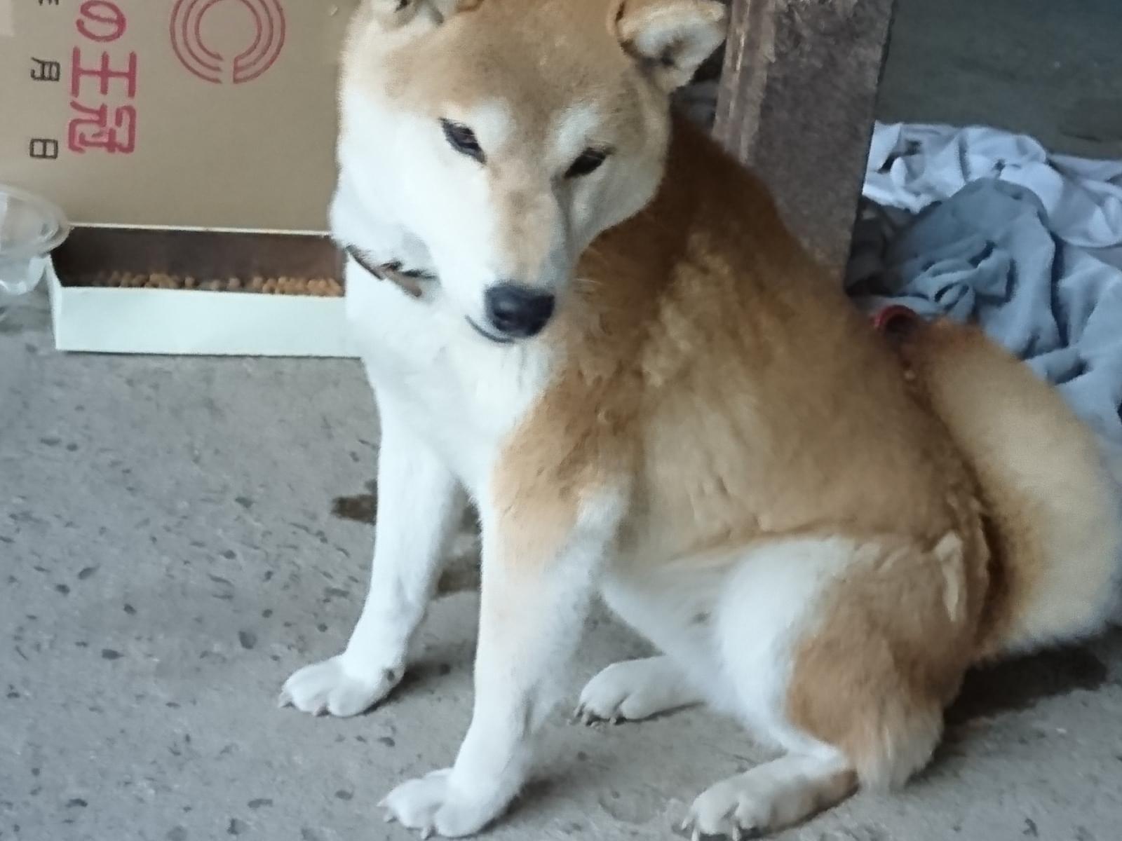 保護された犬 保護された犬