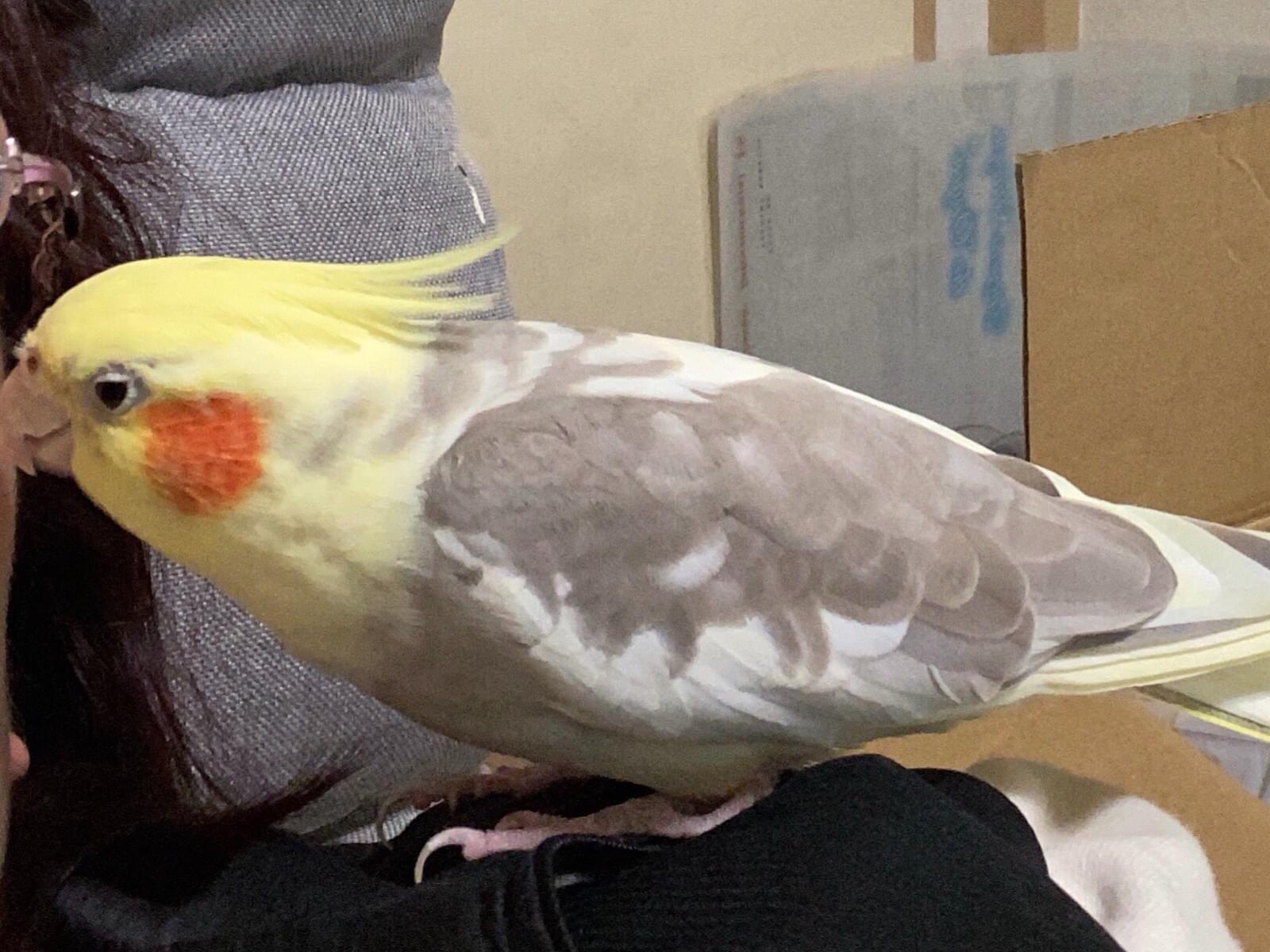 ささみちゃん ささみちゃん