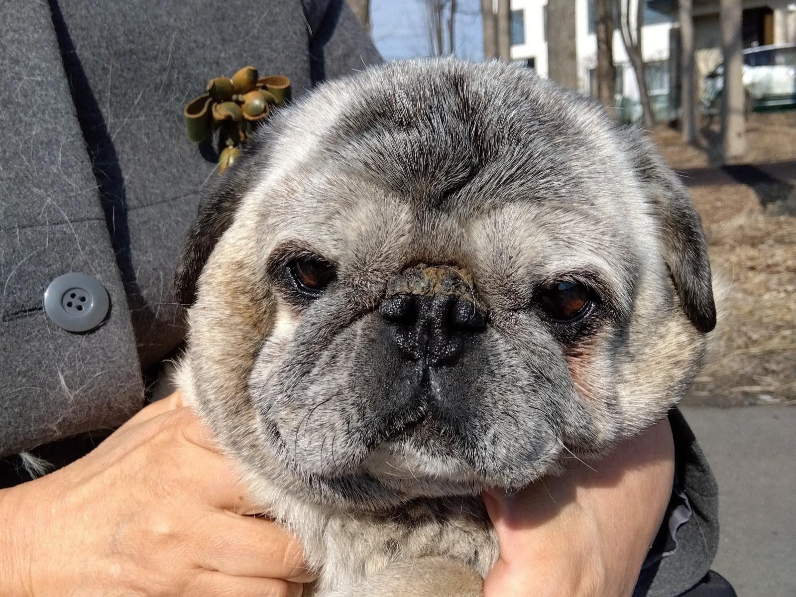 保護された犬 保護された犬