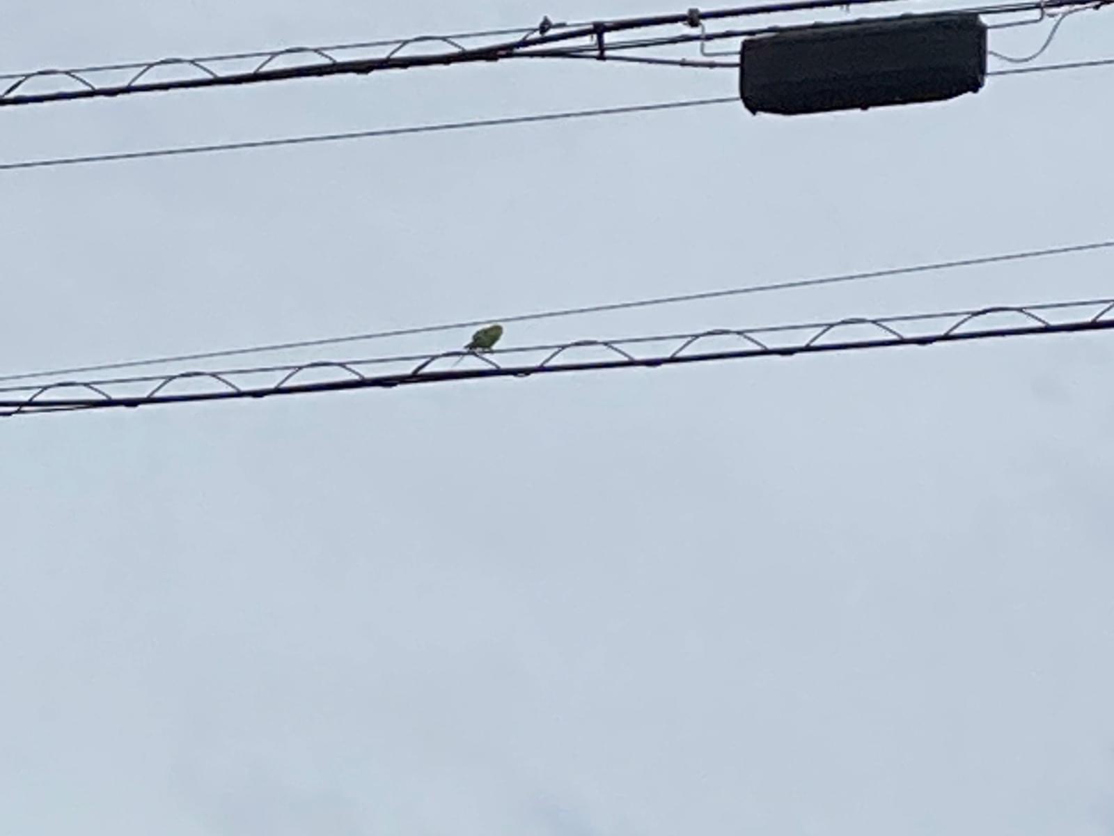 目撃された鳥 目撃された鳥