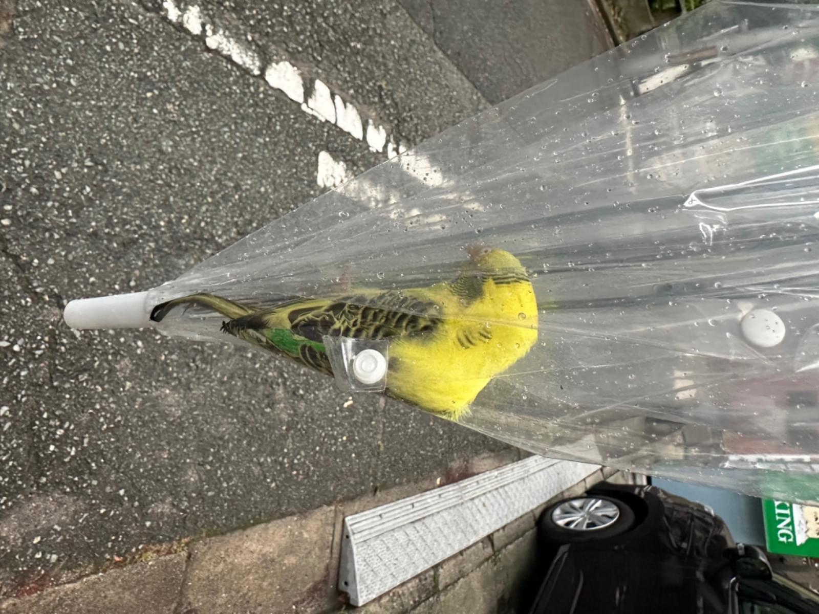 保護された鳥 保護された鳥