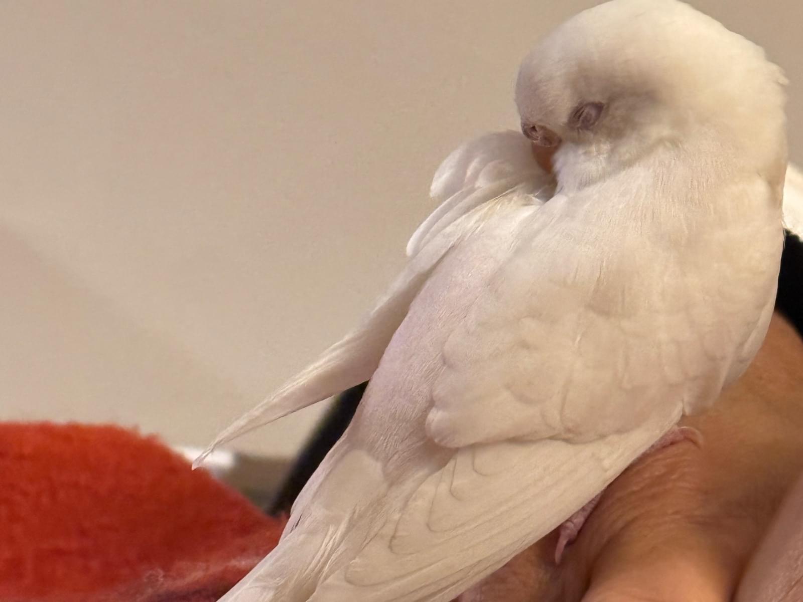 ルビーちゃん ルビーちゃん