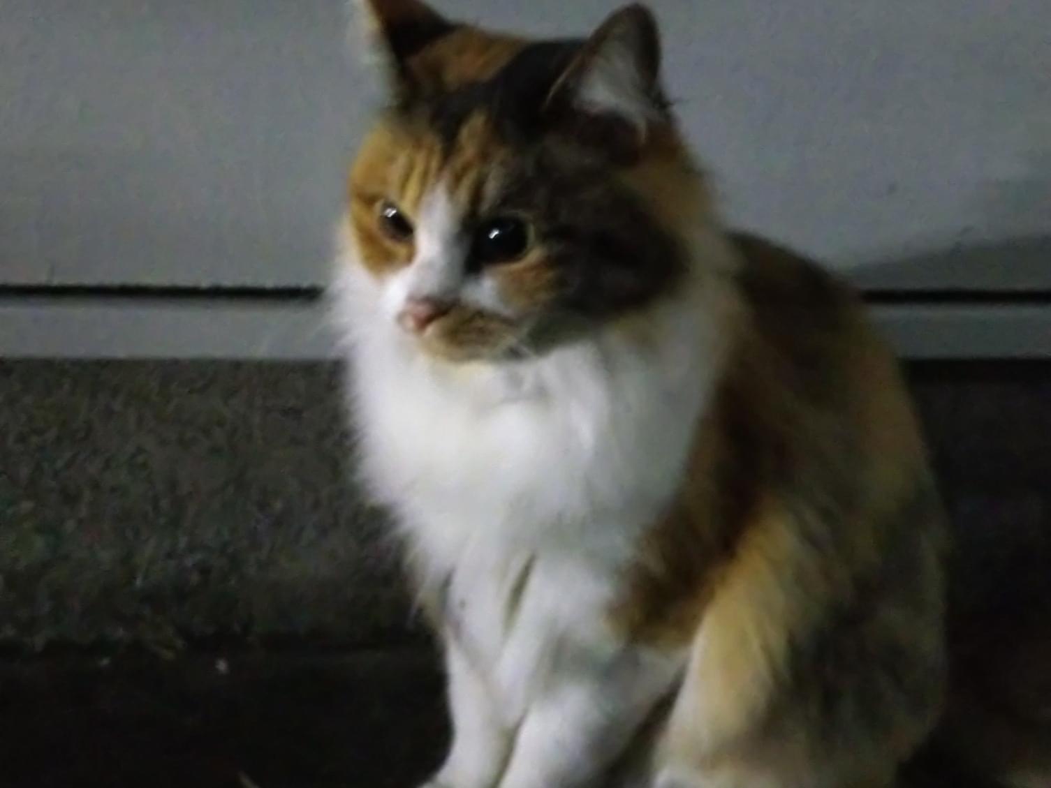 目撃された猫 目撃された猫
