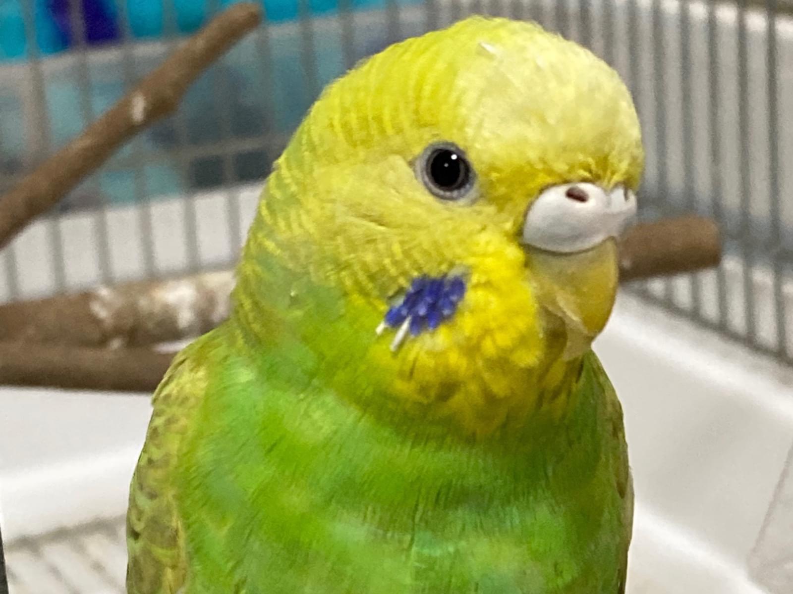 ひかりちゃん ひかりちゃん
