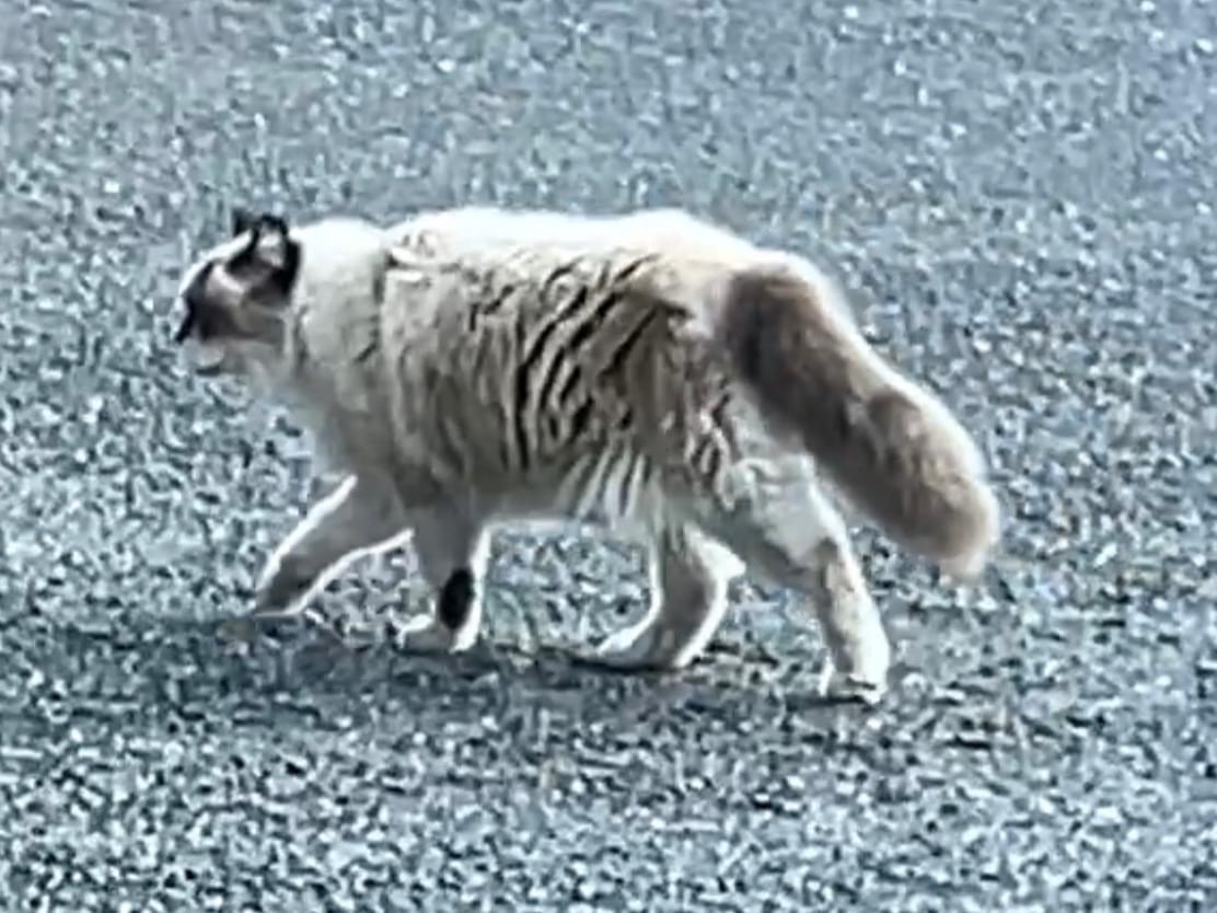 目撃された猫