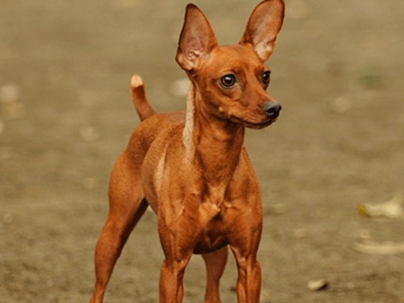 目撃された犬 目撃された犬