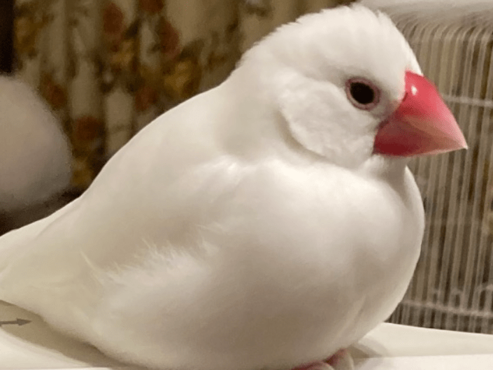 ぴーちゃん ぴーちゃん