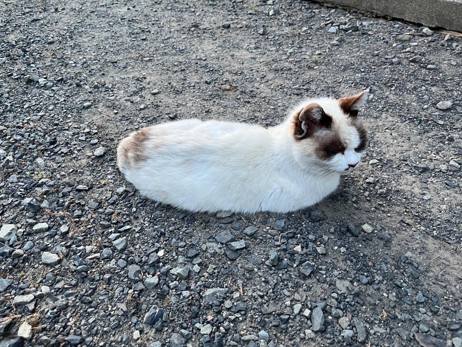 かあちゃん かあちゃん