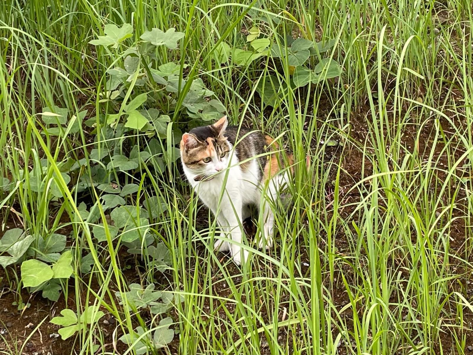 目撃された猫 目撃された猫