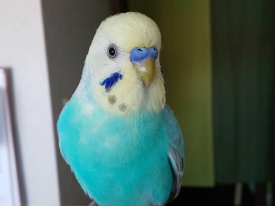 保護された鳥 保護された鳥