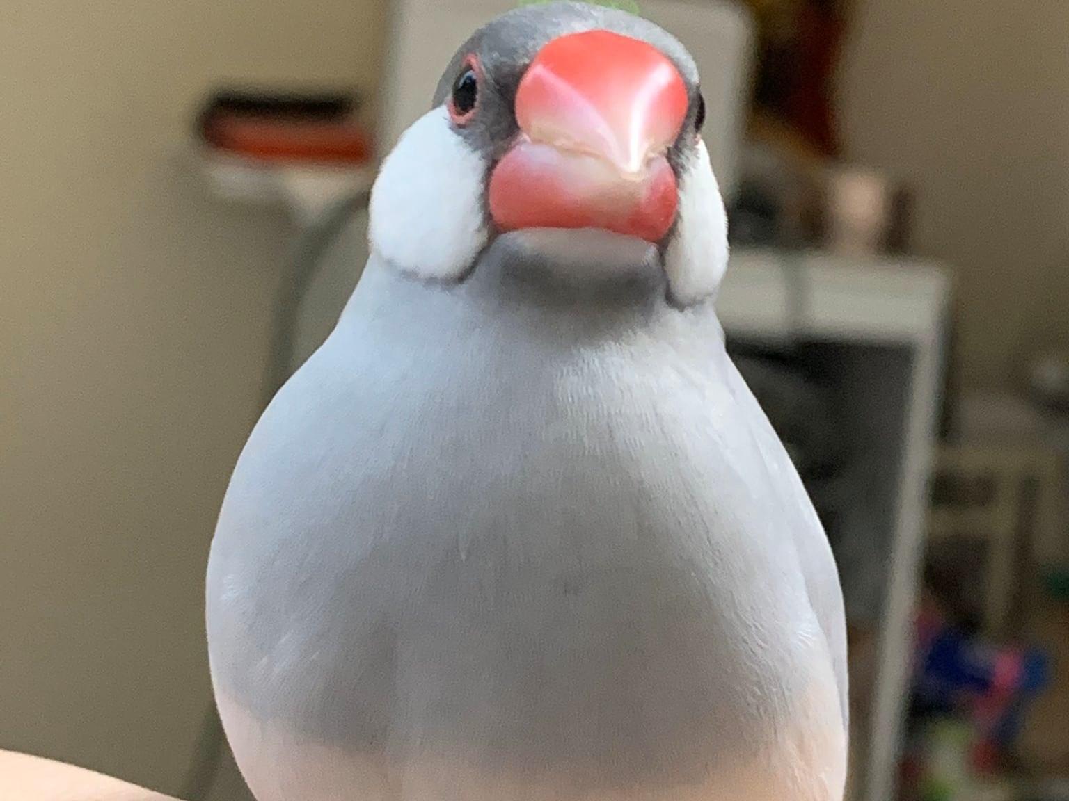 ギンちゃん ギンちゃん