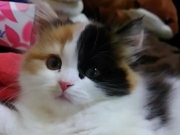 ぽんずちゃん ぽんずちゃん