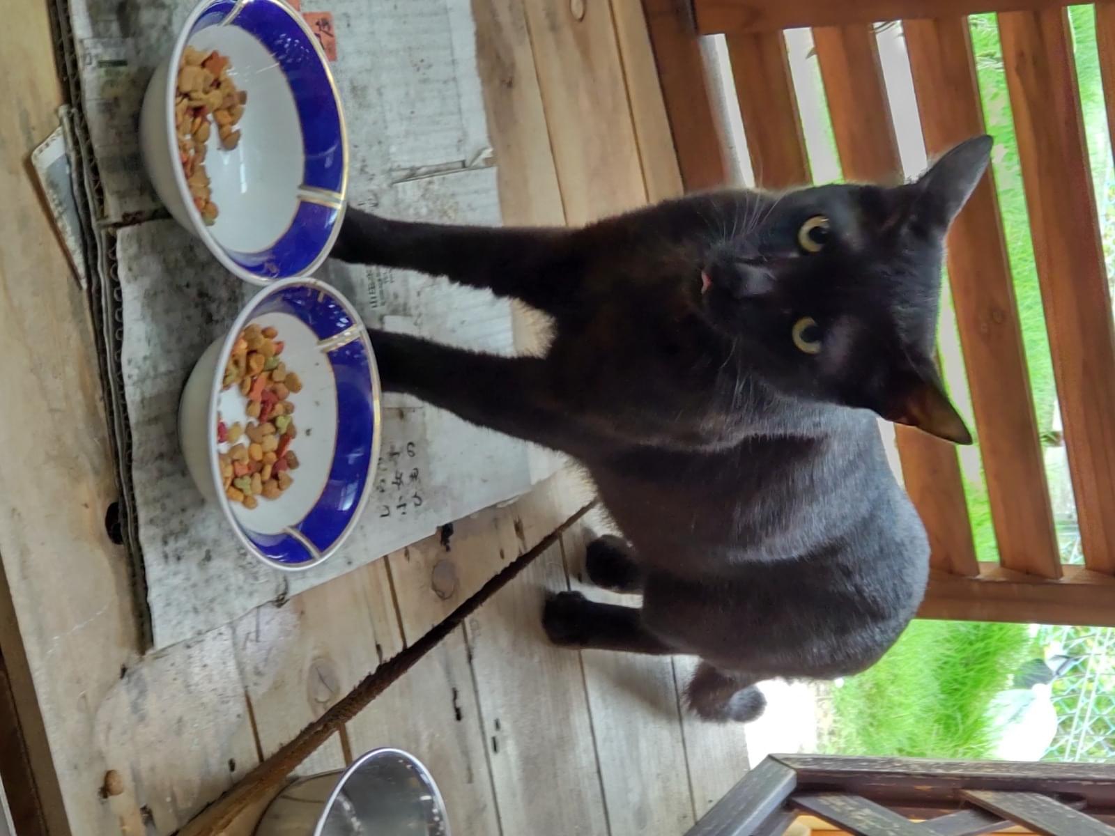 目撃された猫