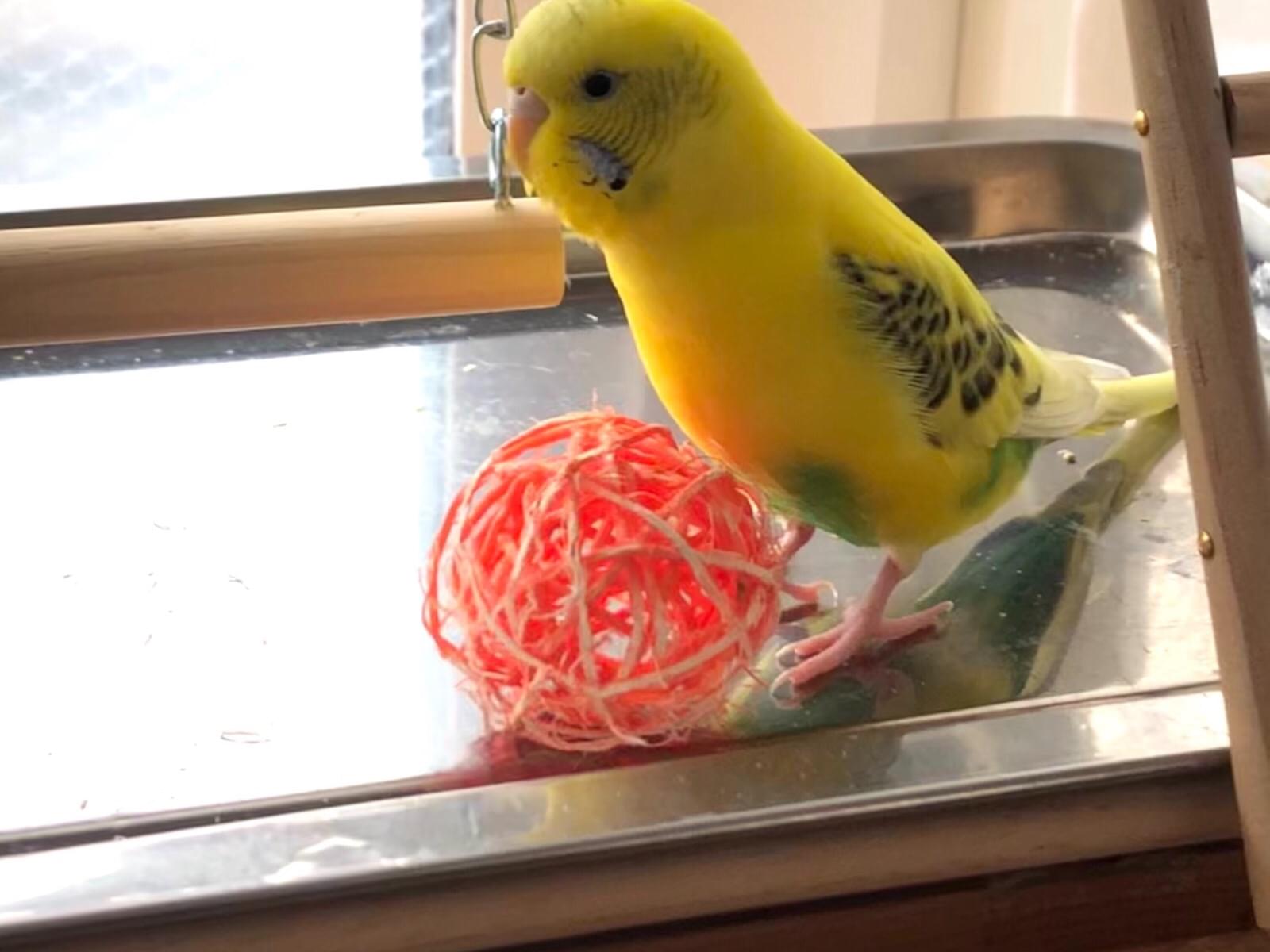 むーちゃん むーちゃん