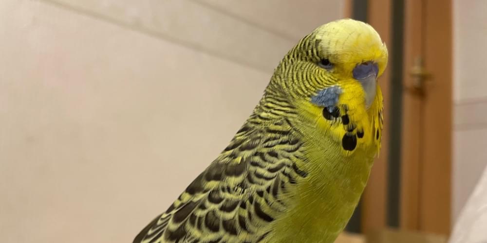 ジャンボセキセイインコ ノーマルグリーン