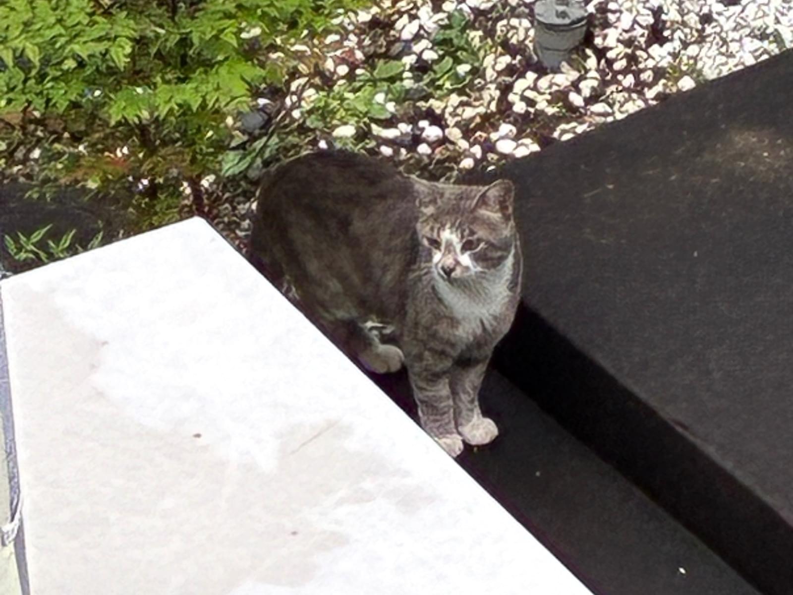 目撃された猫