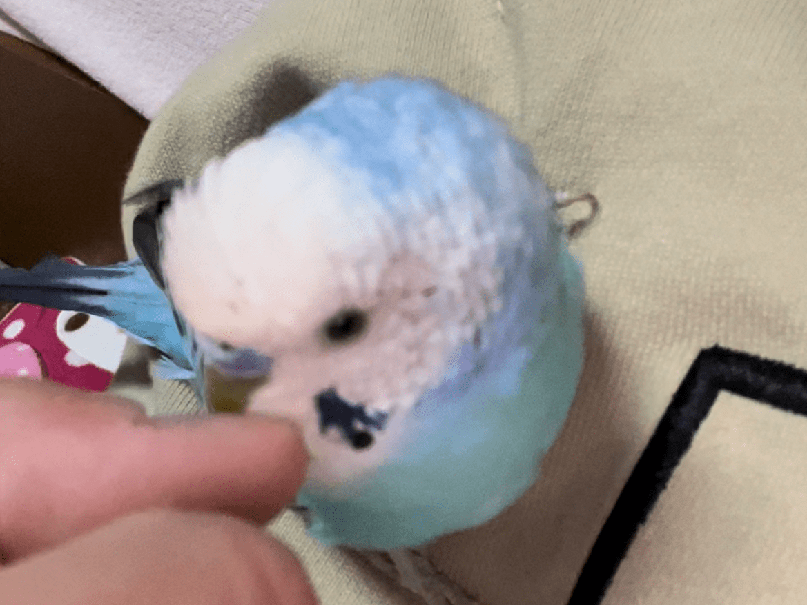 チャマちゃん チャマちゃん