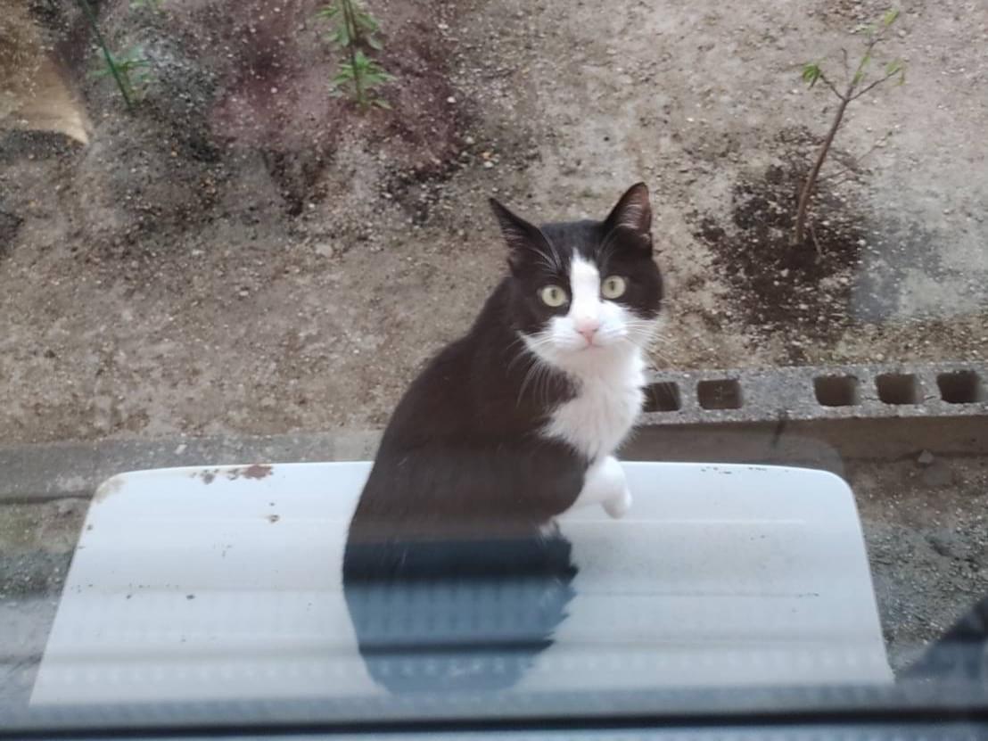 目撃された猫 目撃された猫