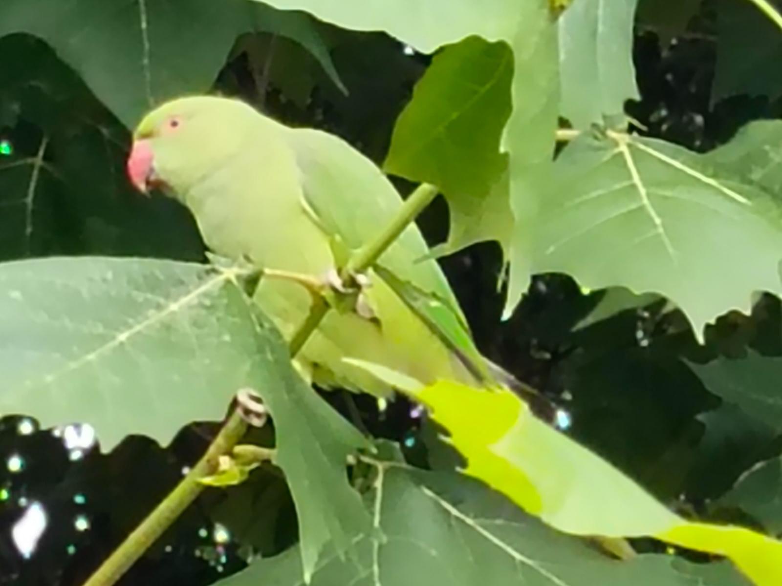 目撃された鳥