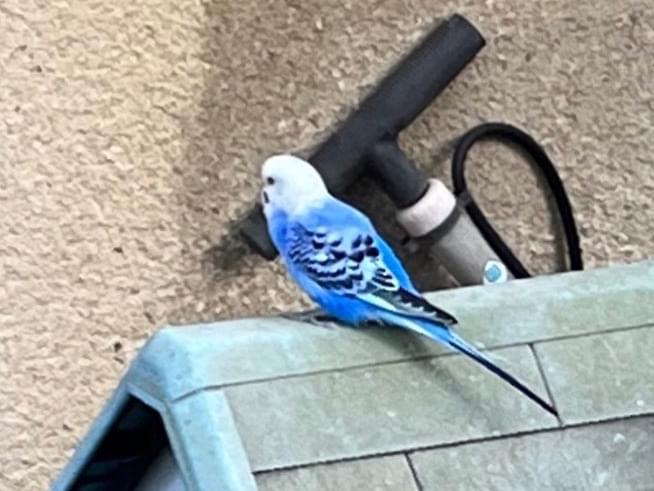 目撃された鳥 目撃された鳥