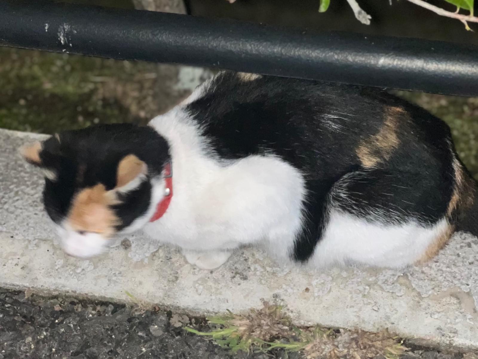 目撃された猫 目撃された猫