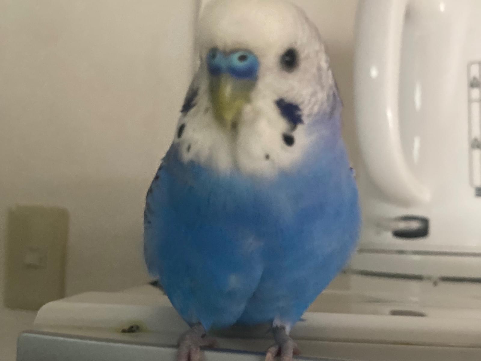 アオちゃん アオちゃん