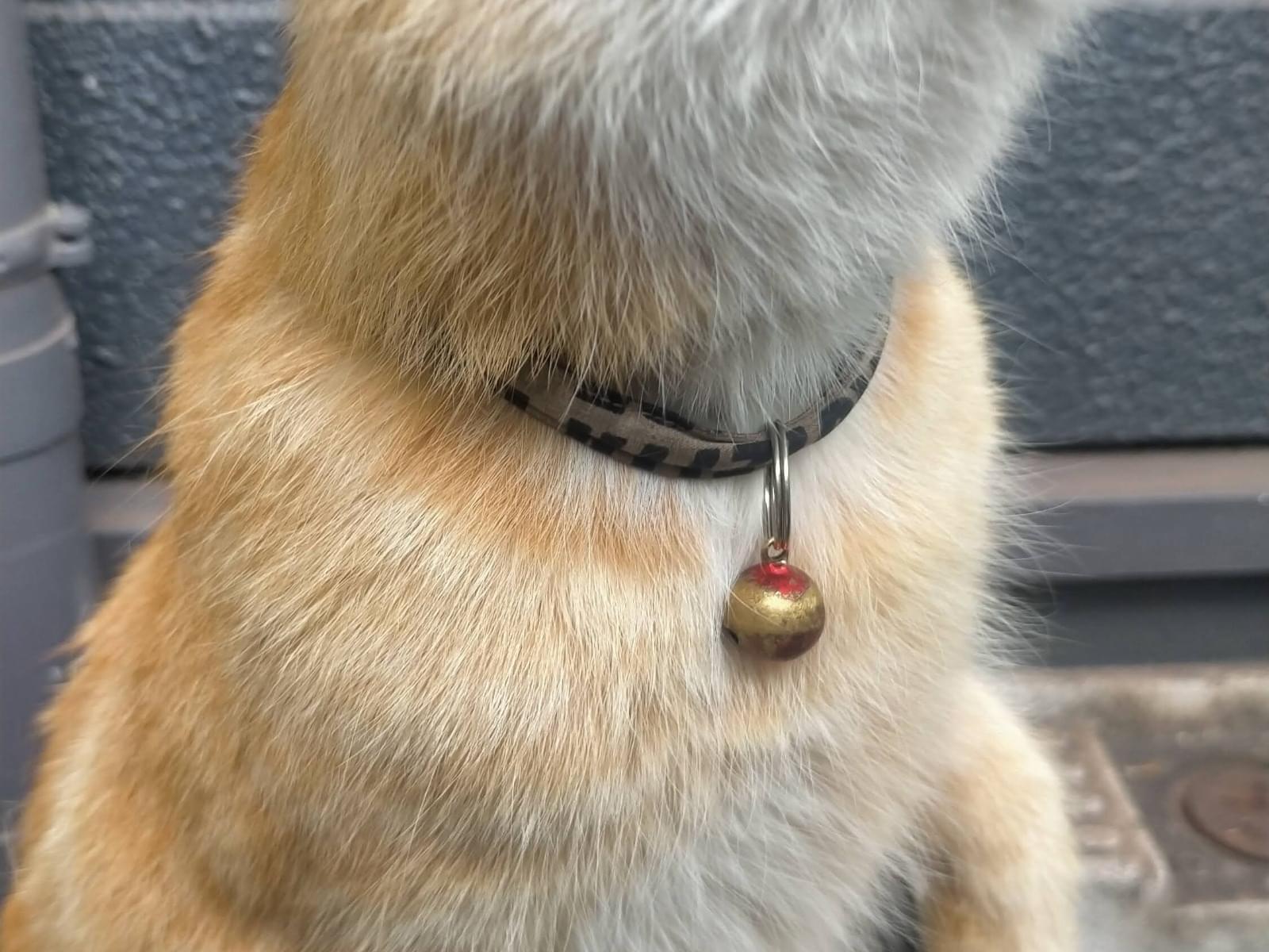 目撃された猫 目撃された猫