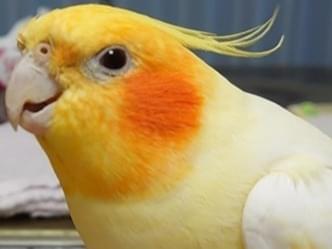 フクちゃん フクちゃん