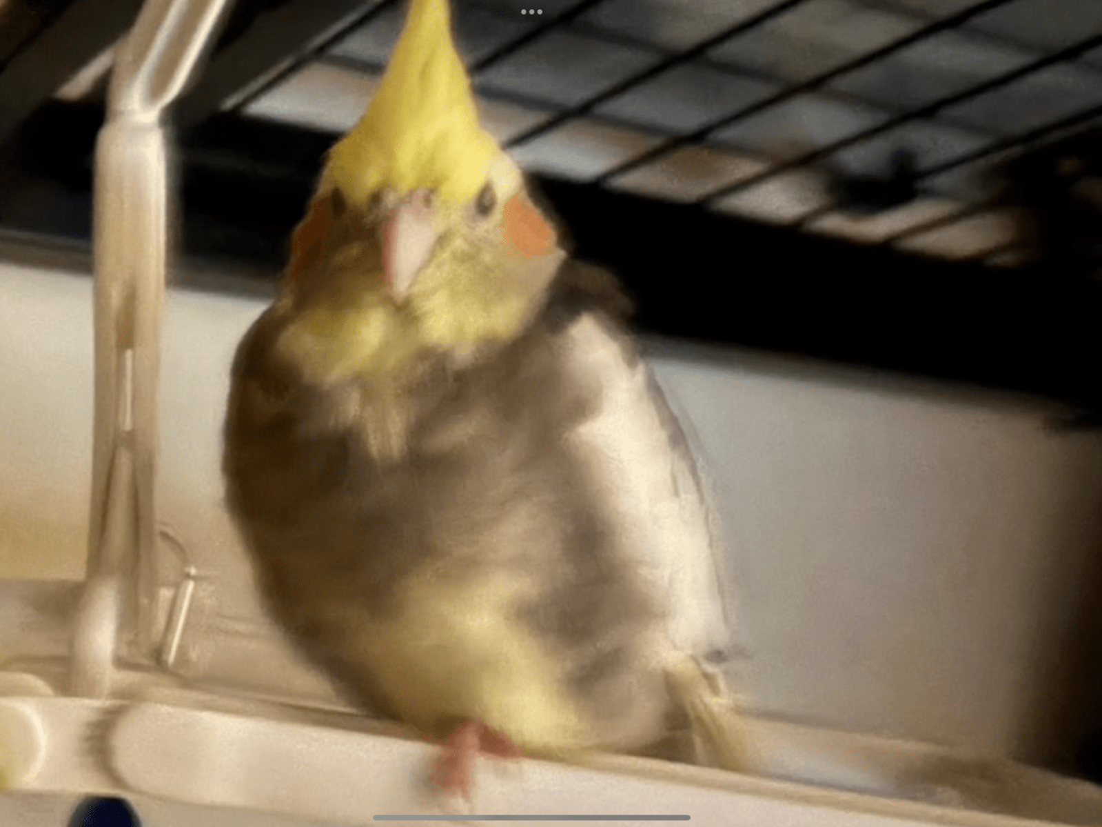 まるちゃん