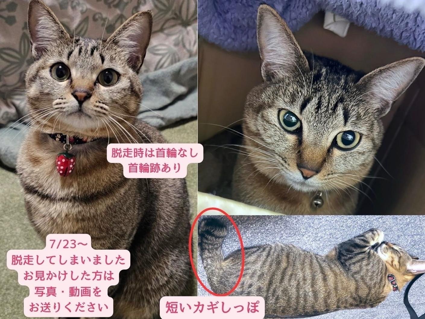 こまりちゃん こまりちゃん