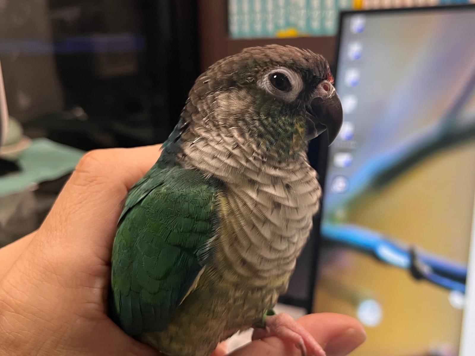 チュチュちゃん チュチュちゃん
