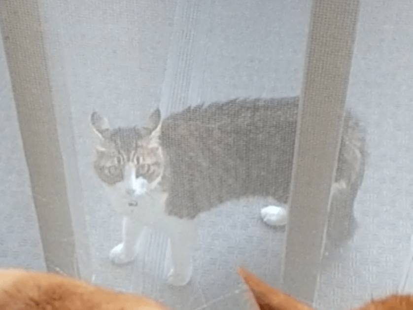 目撃された猫 目撃された猫