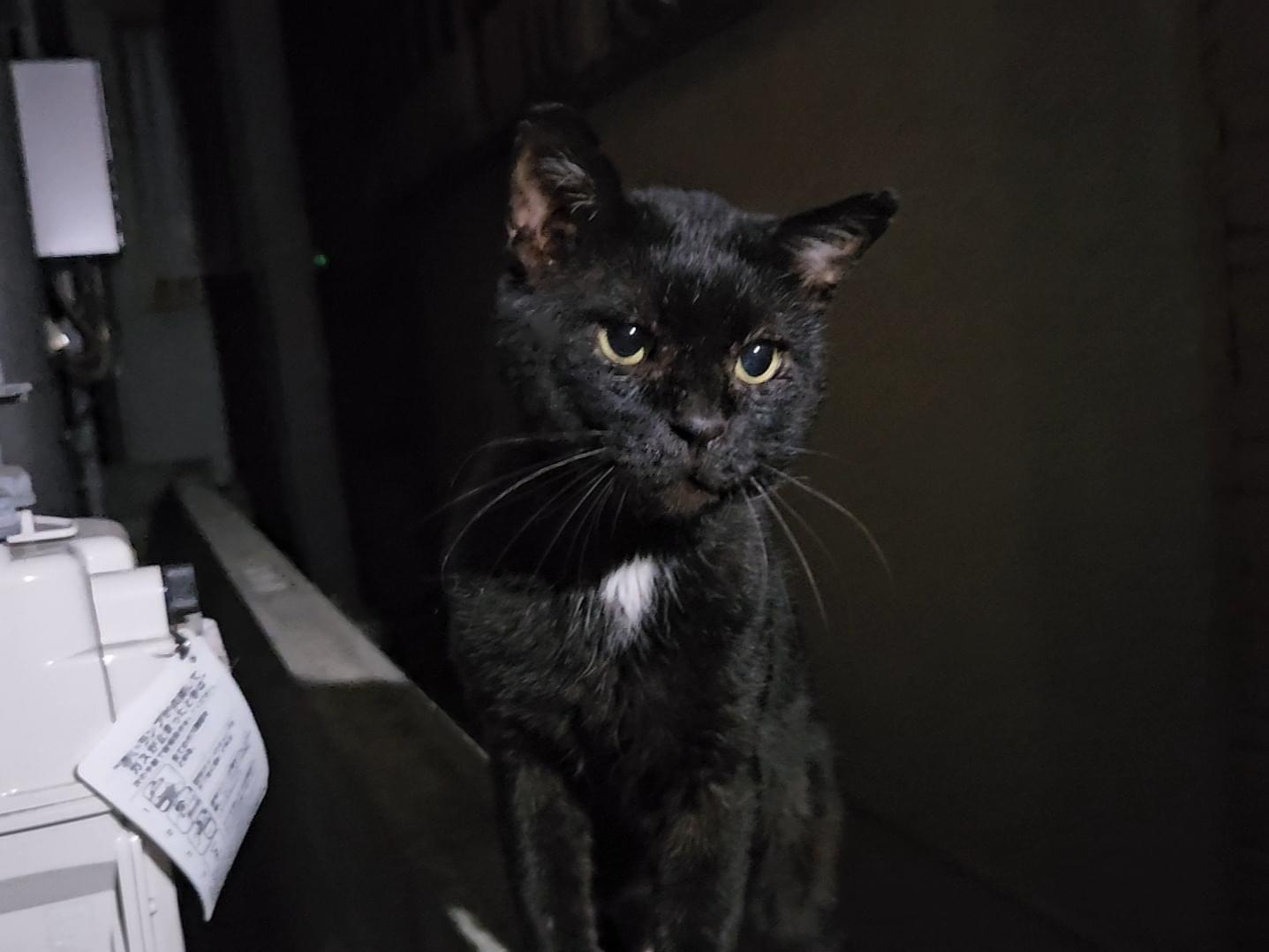 目撃された猫 目撃された猫