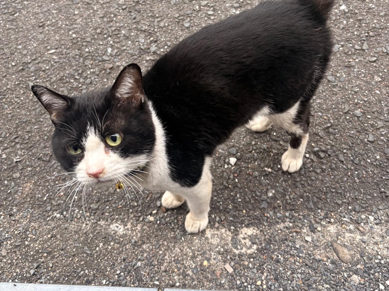 目撃された猫