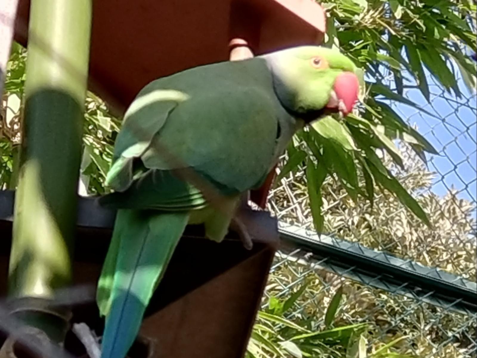 目撃された鳥 目撃された鳥
