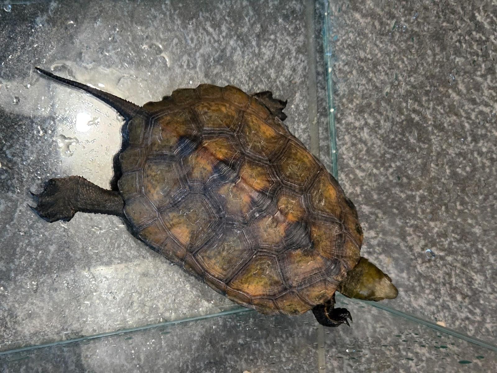 保護されたペット 保護されたペット