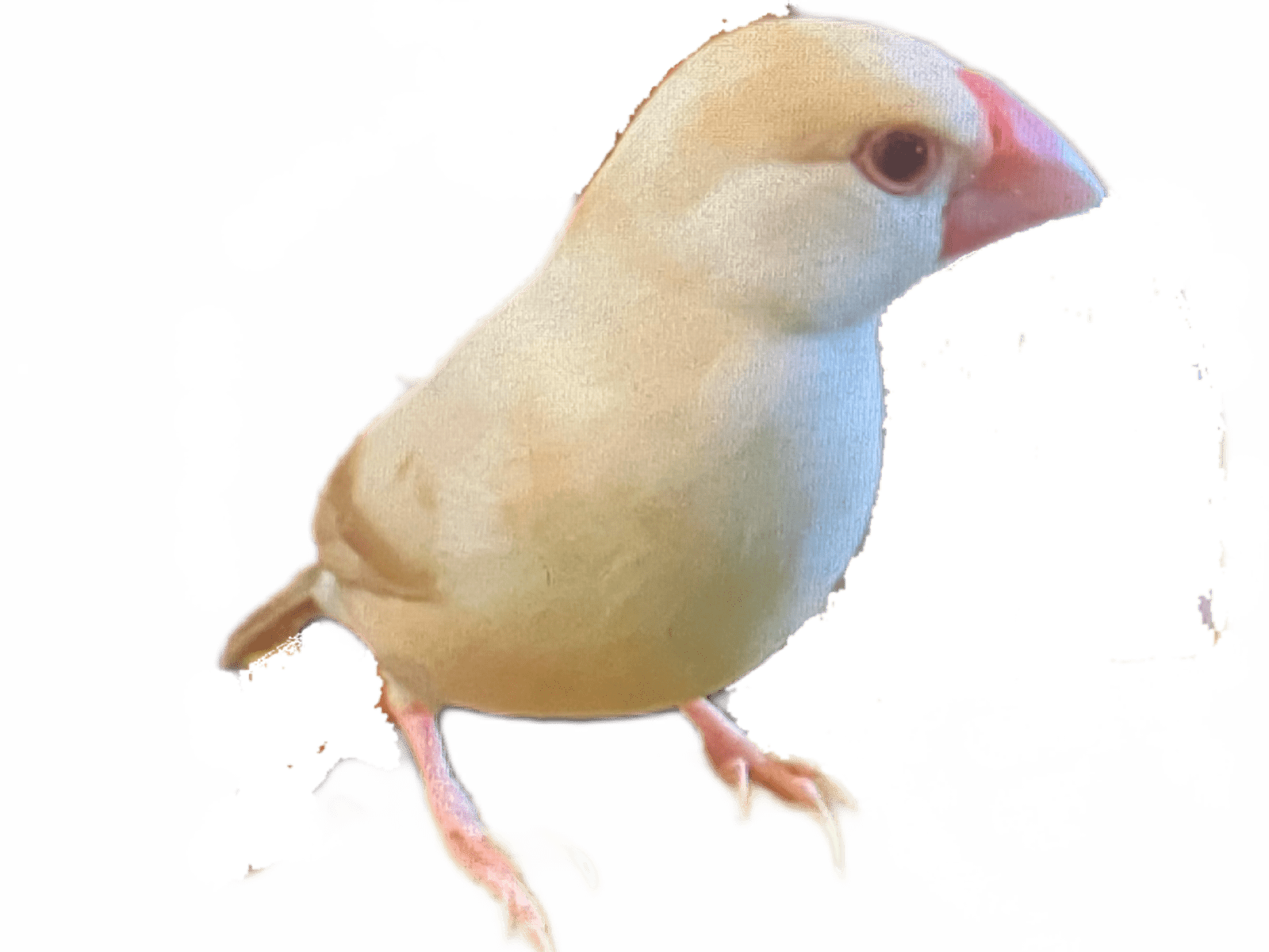 らぶちゃん らぶちゃん