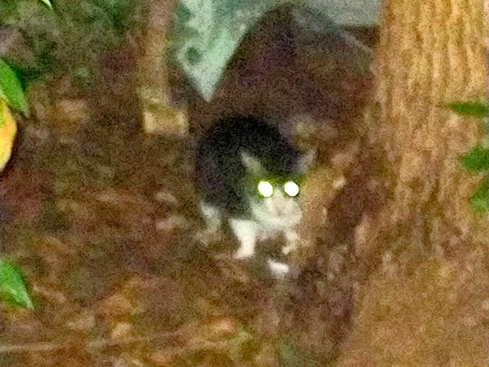目撃された猫 目撃された猫
