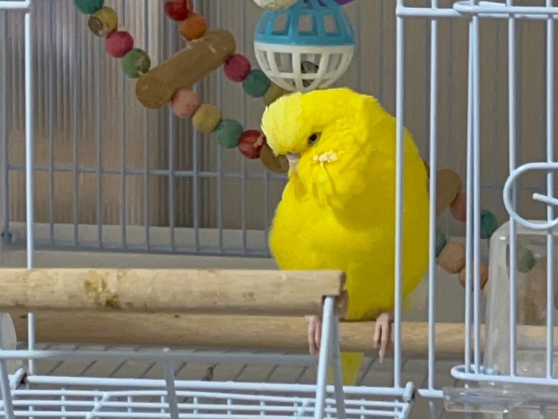 ぴっぴちゃん ぴっぴちゃん