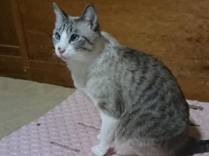 すももちゃん