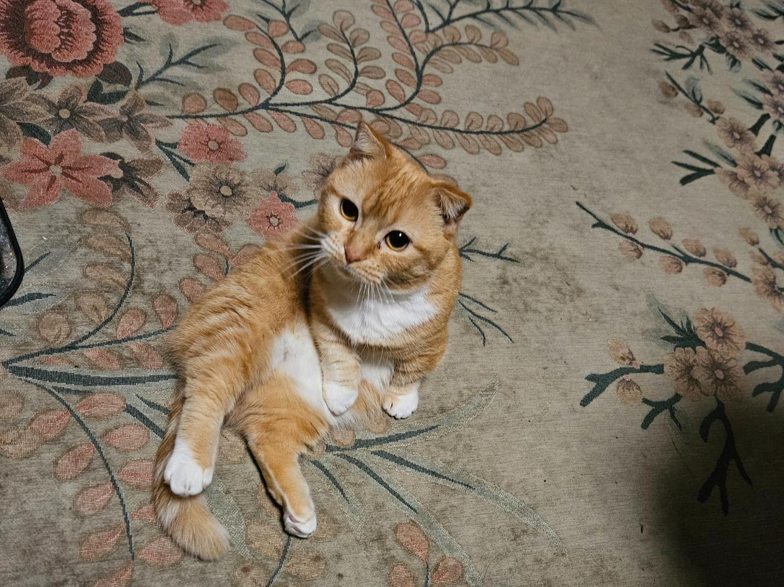 チビちゃん チビちゃん