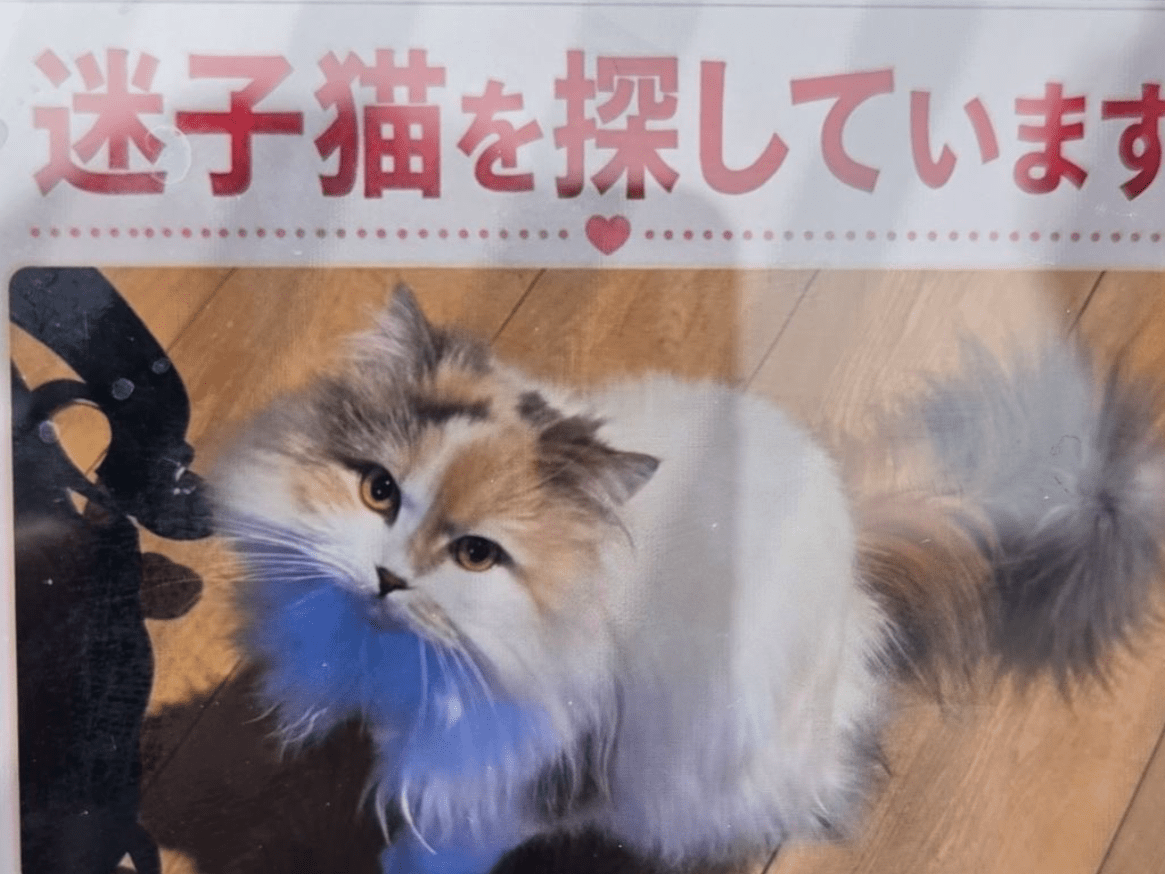 サイベリアンちゃん サイベリアンちゃん