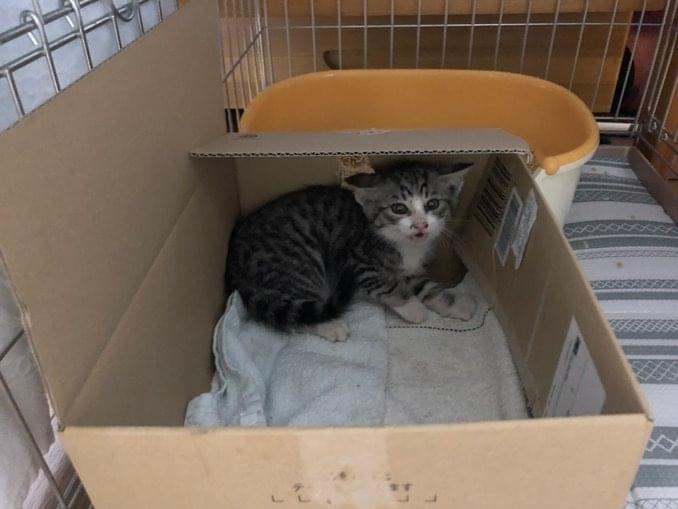 保護された猫 保護された猫