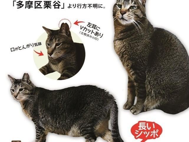 トンガリちゃん トンガリちゃん