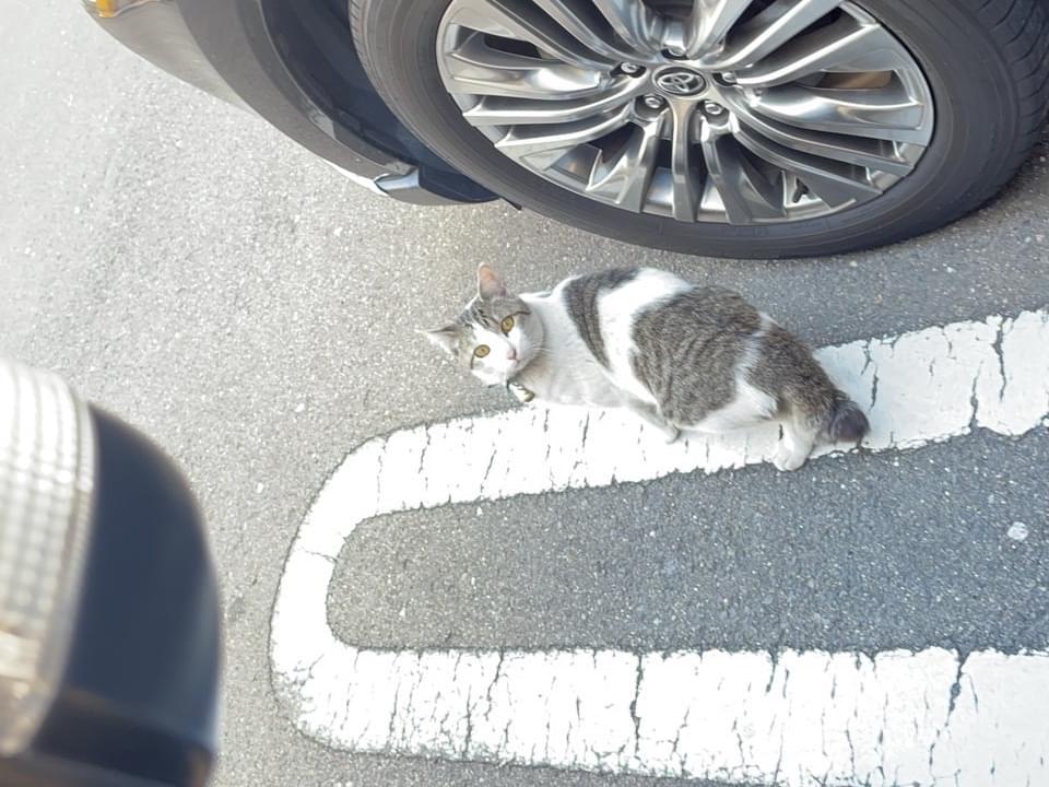 目撃された猫 目撃された猫