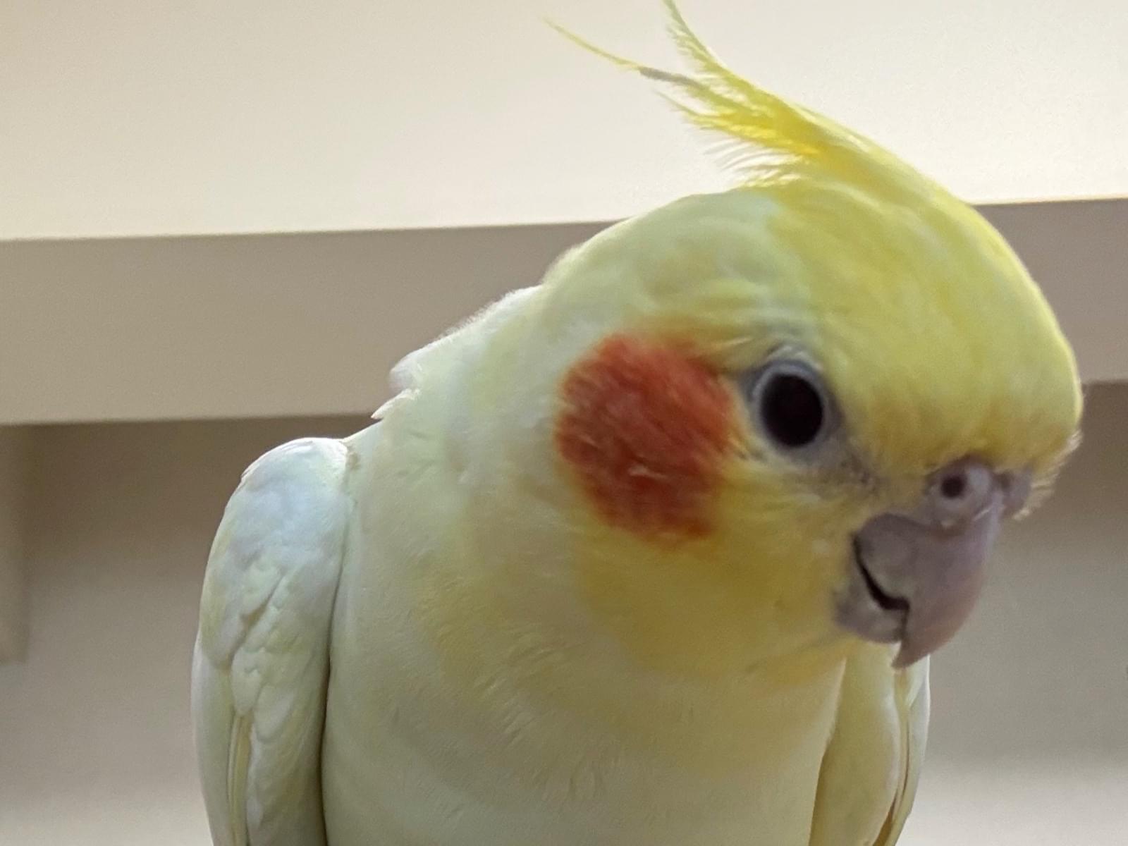 保護された鳥 保護された鳥