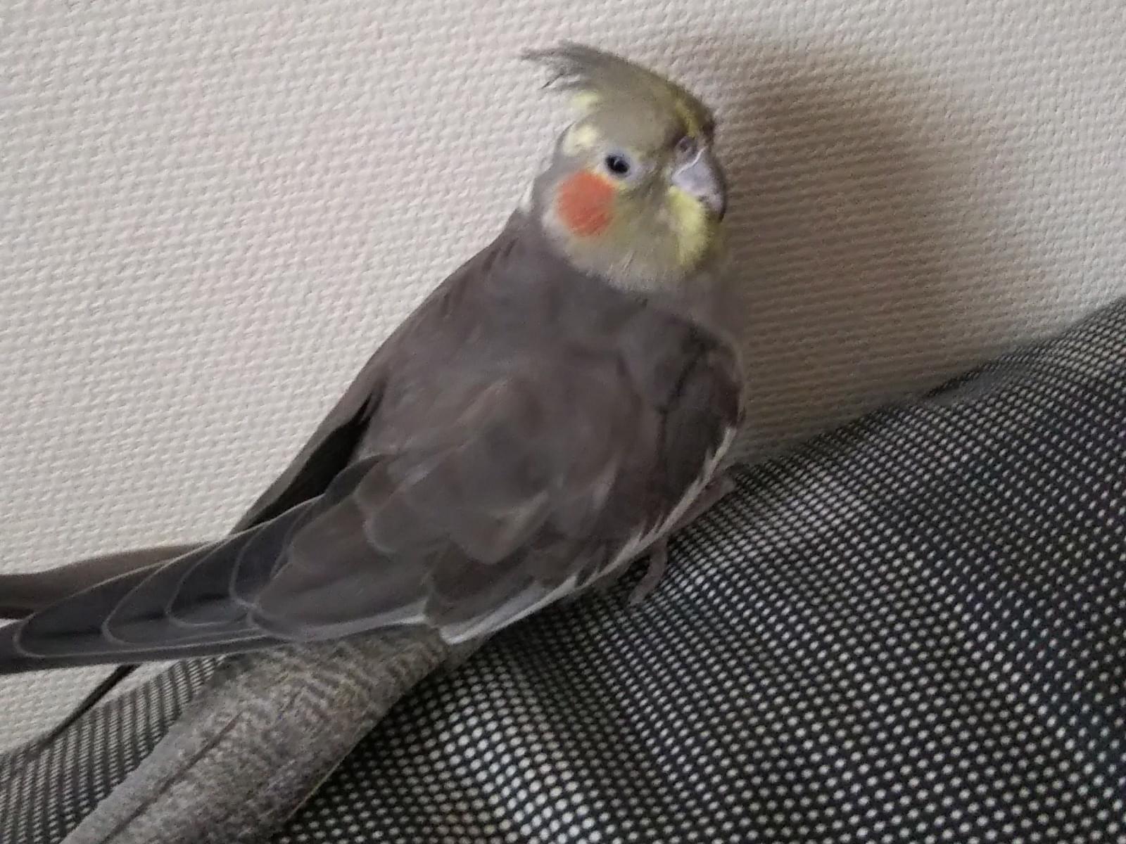 ピヨちゃん ピヨちゃん