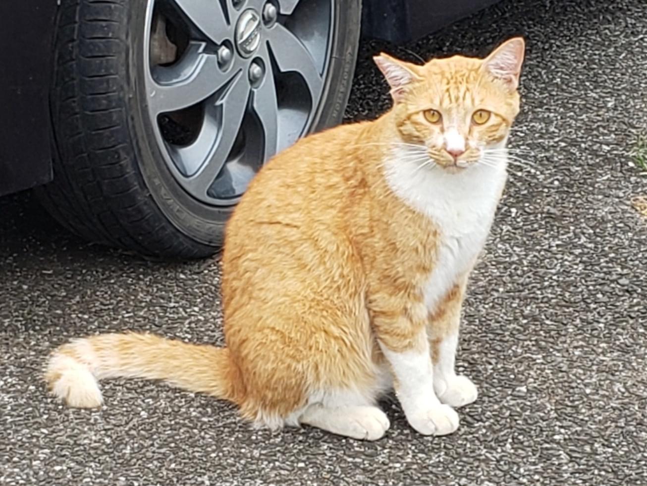 ろんちゃん ろんちゃん