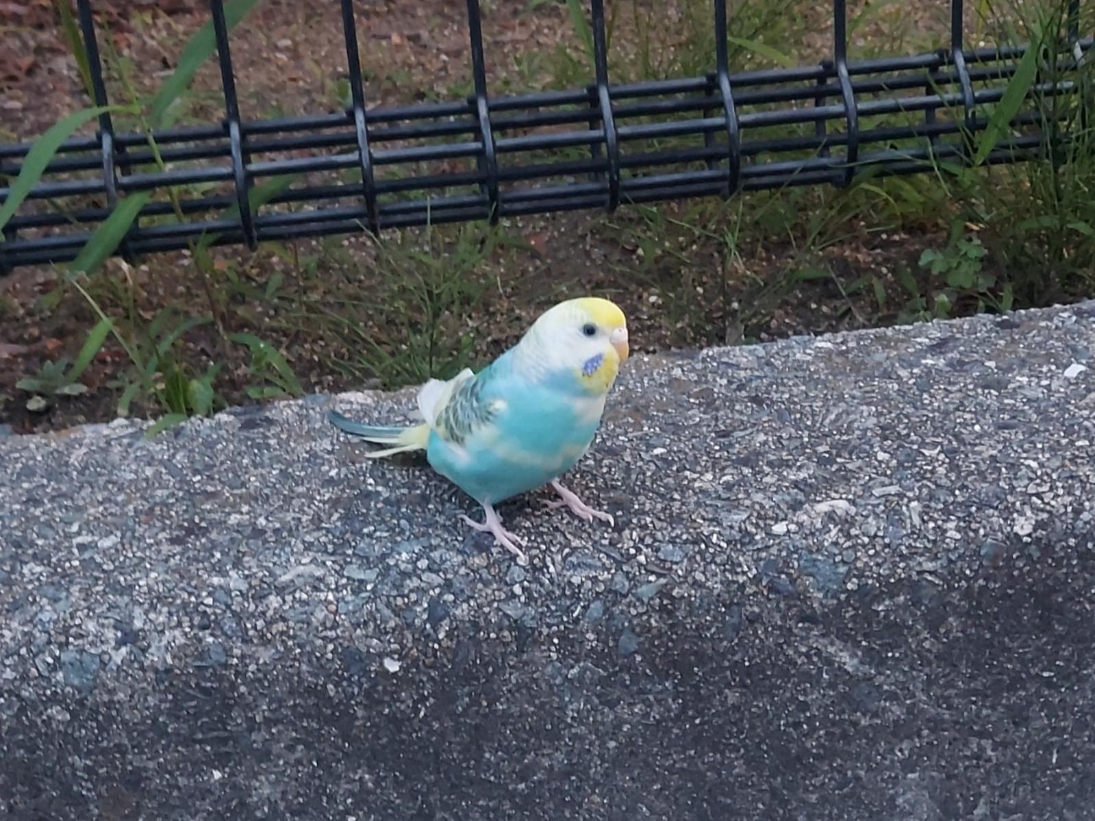 保護された鳥 保護された鳥